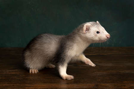 Ferret or polecat puppy walking to the right side in a Rembrandt light setting against a green backgroundの写真素材