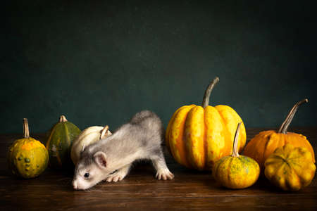 A young ferret or polecat puppy in a stillife scene with pumpkins against a green backgroundの写真素材
