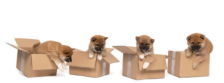 Four small Shiba Inu puppies sitting in a cardboard box isolated in a white backgroundの写真素材