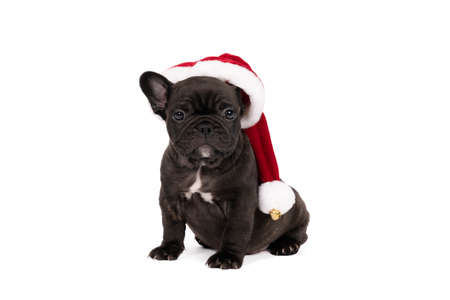 A Studio shot of an adorable French bulldog puppy wearing a christmas hat sitting on isolated white background looking at the camera with copy spaceの写真素材