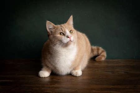 a Portrait of a red or ginger and white tabby cat sitting on a wooden table against a green background looking up with Rembrandt light settingの写真素材