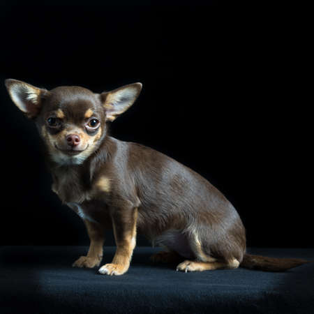 Cute little multicolored chihuahua sitting in black backgroundの写真素材