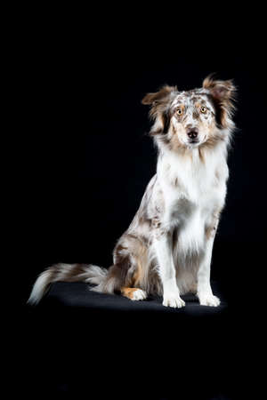 Australian Shepherd dog sitting isolated in black backgroundの写真素材
