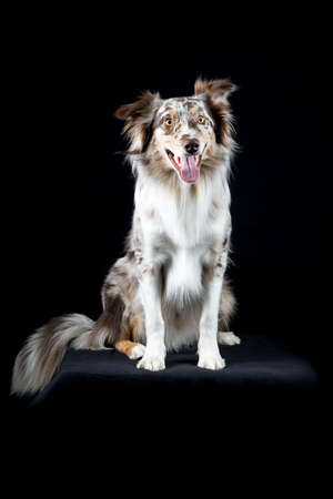 Australian Shepherd dog sitting isolated in black backgroundの写真素材