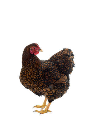 Wyandotte bantam Chicken golden laced isolated in white background side viewの写真素材