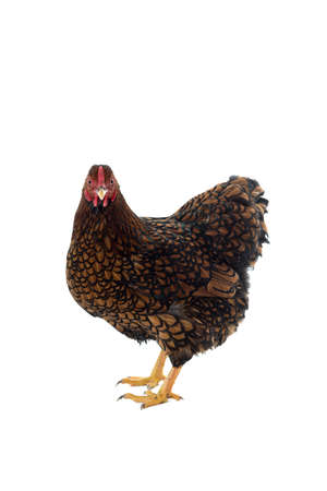 Wyandotte bantam Chicken golden laced isolated in white background side viewの写真素材