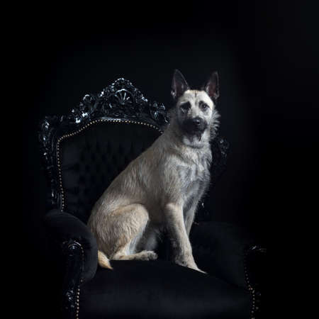 Young blonde female Dutch Shepherd isolated in chair in black backgroundの写真素材