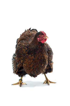 Big Wyandotte Chicken golden laced isolated in white background front viewの写真素材