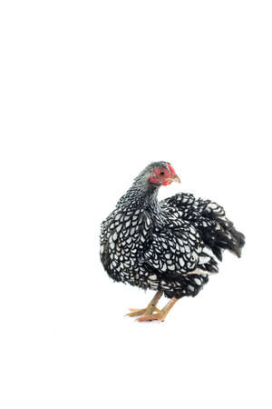 Wyandotte bantam Chicken silver laced isolated in white background