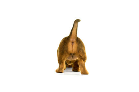 Brown, tan Jack Russel puppy isolated in white standing back view