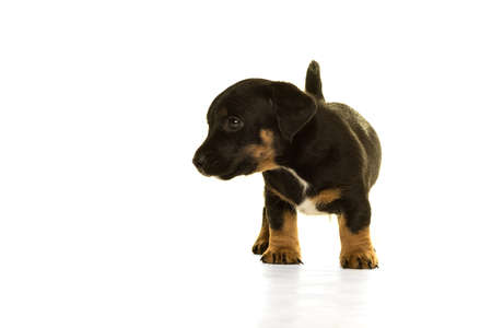 Black and tan Jack Russel puppy standing isolated in white background front viewの写真素材