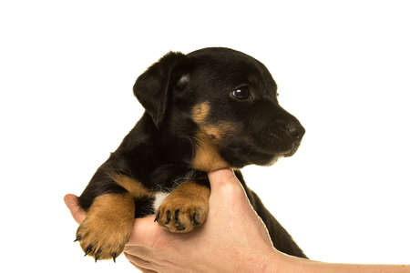 Jack Russel puppy being held in hands isolated in a white backgroundの写真素材