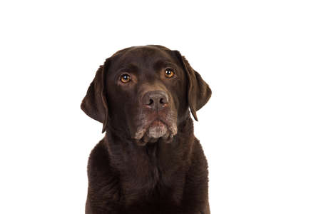 Chocolate brown male senior labrador isolated in whiteの写真素材