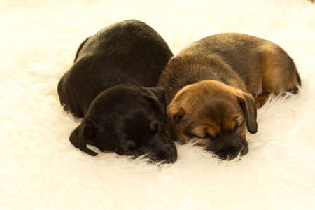 two Jack Russel puppies sleeping on a sheep skin in white backgroundの写真素材