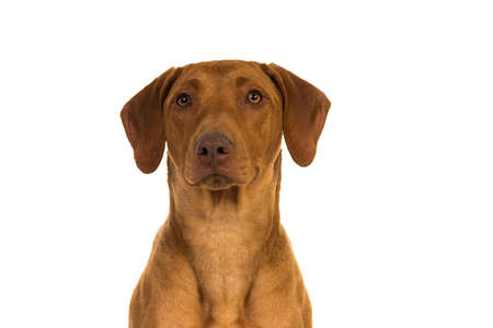 Portrait of a Rhodesian Ridgeback isolated in a white backgroundの写真素材