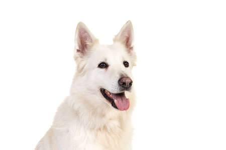 White swiss shepherd dog portrait facing the camera isolated on a white backgroundの写真素材