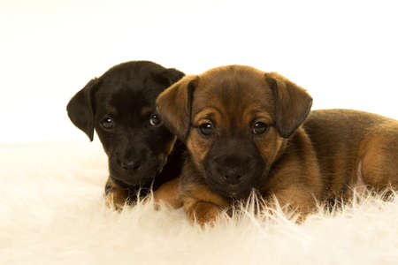 Two Jack Russel puppies lying onm a sheepskin isolated in a white backgroundの写真素材