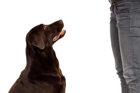 Chocolate brown female labrador begging isolated in white backgroundの写真素材