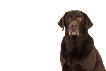 Chocolate brown male senior labrador isolated in whiteの写真素材