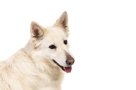 White swiss shepherd dog portrait facing the camera isolated on a white backgroundの写真素材