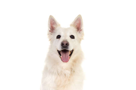 White swiss shepherd dog portrait facing the camera isolated on a white backgroundの写真素材