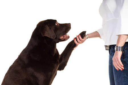 Chocolate brown male senior labrador isolated in white background, giving boss pawの写真素材