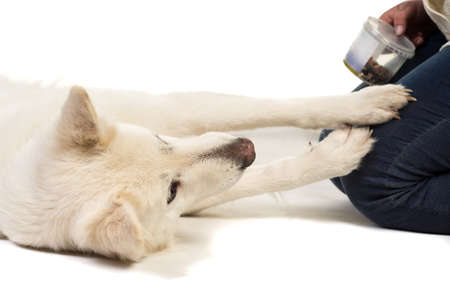 White swiss shepherd dog lying down begging for treats isolated on a white backgroundの写真素材