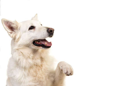 White swiss shepherd dog portrait facing the camera isolated on a white background giving pawの写真素材