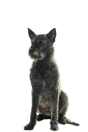 Black female Dutch Shepherd sitting facing the camera isolated in a white backgroundの写真素材