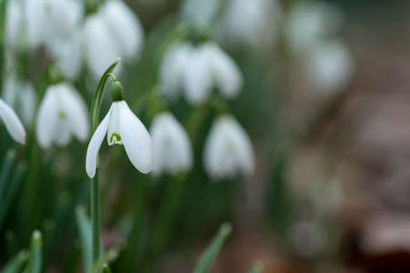 Snowdrop spring flowers in the forrest close-up macro with selective focus and delicate colorsの写真素材