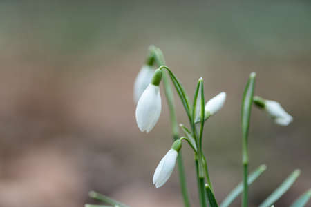 Snowdrop spring flowers in the forrest close-up macro with selective focus and delicate colorsの写真素材