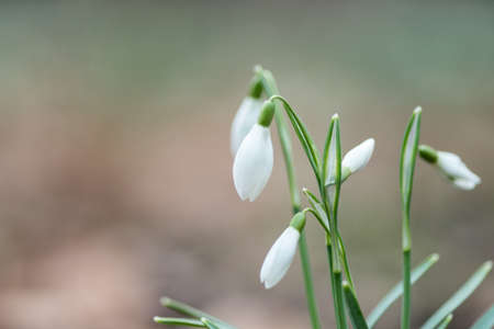 Snowdrop spring flowers in the forrest close-up macro with selective focus and delicate colorsの写真素材