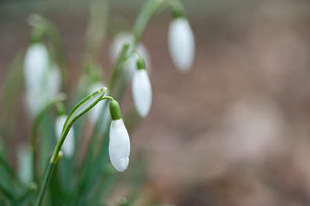 Snowdrop spring flowers in the forrest close-up macro with selective focus and delicate colorsの写真素材