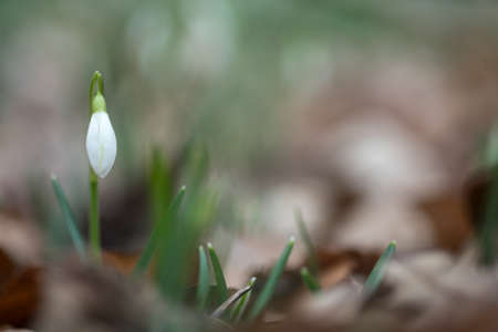Snowdrop spring flowers in the forrest close-up macro with selective focus and delicate colorsの写真素材