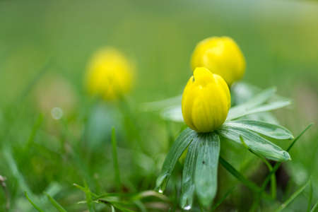 Macro close-up of winter aconite, etanthis hyemalis in an early spring forrestの写真素材