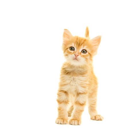 Tabby turkish angora cat kitten looking at the camera standing isolated on a white backgroundの写真素材