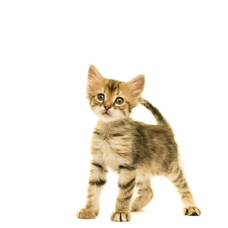 Tabby turkish angora cat kitten looking at the camera standing isolated on a white backgroundの写真素材