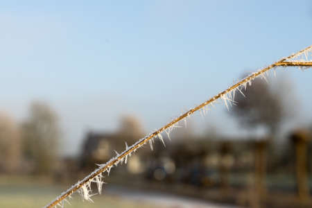 Hoar-frosted common reed with tiny needles of ice in the sunlight at wintertime close-upの写真素材