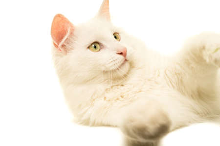 White turkish angora cat close up portrait looking away isolated on a white backgroundの写真素材