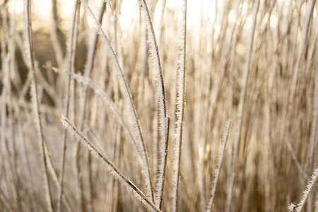 Hoar-frosted common reed with tiny needles of ice in the sunlight at wintertime close-upの写真素材