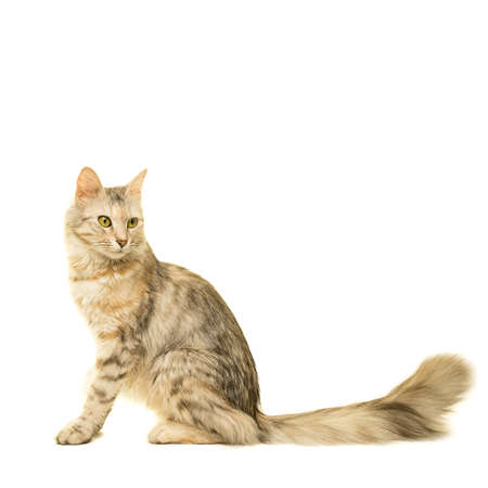 Tabby turkish angora cat full body looking away side faced isolated on a white backgroundの写真素材