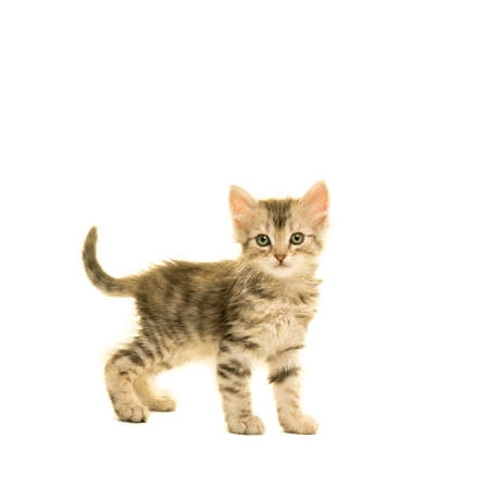 Tabby turkish angora cat kitten looking at the camera isolated on a white backgroundの写真素材