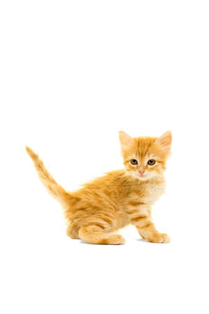 Tabby turkish angora cat kitten sitting isolated on a white background side viewの写真素材