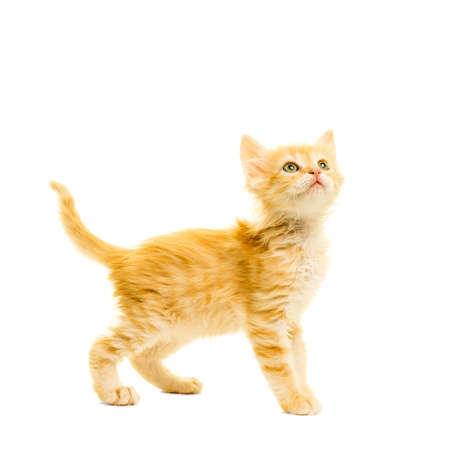 Tabby turkish angora cat kitten looking up standing isolated on a white backgroundの写真素材