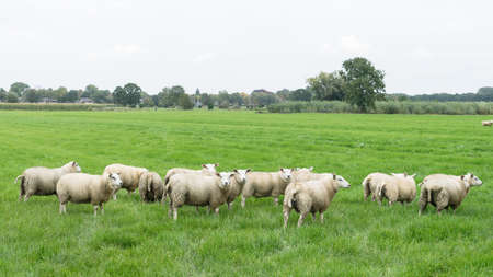 Group of sheep grazing in a Dutch meadow at summertimeの写真素材