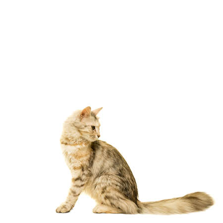 Beautiful Turkish Angora cat tabby isolated in whiteの写真素材