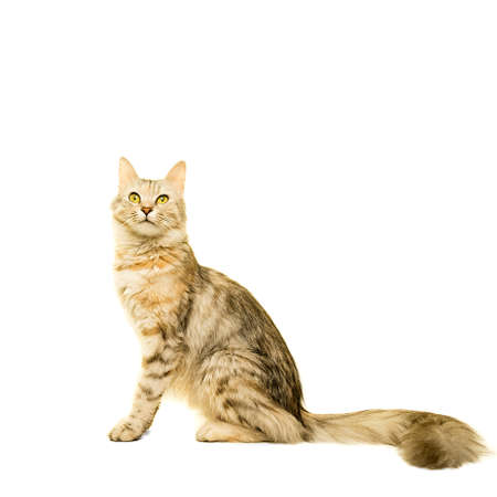 Beautiful Turkish Angora cat tabby isolated in whiteの写真素材