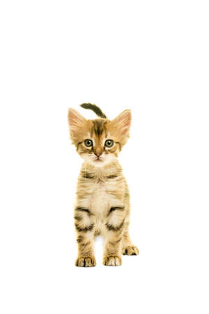Tabby turkish angora cat standing looking in the camera isolated on a white backgroundの写真素材