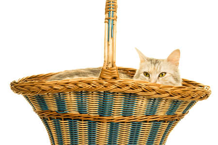 Beautiful Turkish Angora cat tabby in a basket isolated in whiteの写真素材