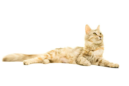 Beautiful Turkish Angora cat tabby isolated in whiteの写真素材